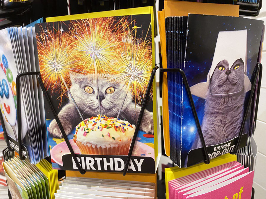 Funny Cat Greeting Card